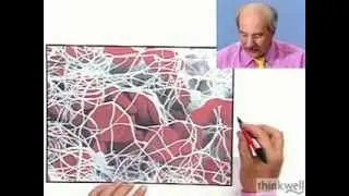 Blood Clotting