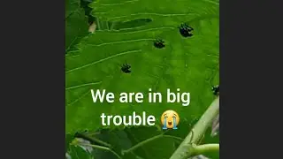 We Are in Big Trouble there's Hundreds of Them Everywhere!!