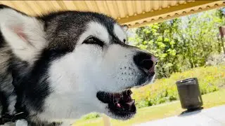 Mad Malamute Loses His Cool At The Park