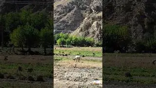 Памир ДАРМОРАХТ сбор УРОЖАЙ.. 💥🔥😍♥️.. 