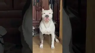 Амстафф Бой давай кушай 