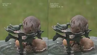 Sony A7S III Topaz VEAI 4K 120 to 8K 120
