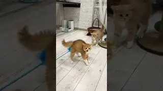 Аа-а ….. 