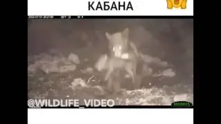 Лев напал на человека, января 2017