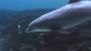 Vórtices toroidais en golfiñoñs