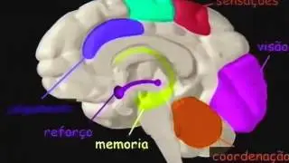 Palestra Efeitos das Substâncias Psicoativas - Neurobiologia da Adição