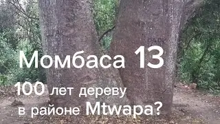 Момбаса 13 . 100 лет дереву в районе Mtwapa?