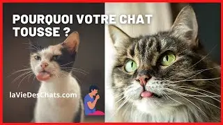 Why is your cat coughing? What to do? 😱🙀