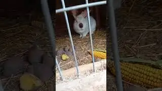 Prezentare puii de iepuri🐇vlog #1 #iepuri #subscribe #romania