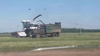 Уборка силоса. Сезон 2018