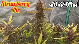 STRAWBERRY PIE AUTOFLOWERS READY TO HARVEST, FASTBUDS, VIPARSPECTRA KS5000 / XS1500 PRO LED
