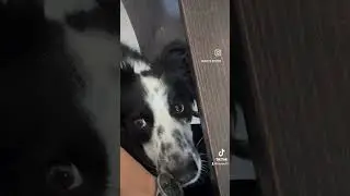 Sie merken sofort wenn es uns nicht gut geht ❤️ #heywuffi #hundeliebe #bordercollie #hund