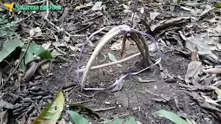 Armadilha de Laço para animais silvestre na trilha