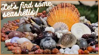 Finding Seashells on a Slow Day | Microshells on the Sand 