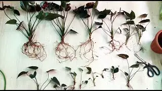 АНТУРИУМ, его пересадка и деление антуриума, состав грунта, секреты, чтобы быстрее прижились деленки