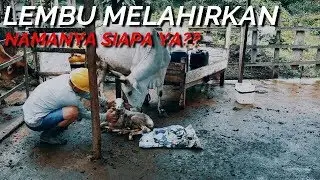 PROSES LEMBU MELAHIRKAN SENDIRI