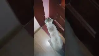 КОТ ЛОМИТСЯ В КОМНАТУ, ОН ОЧЕНЬ СИЛЬНЫЙ🐈💪