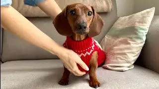 Mini dachshund gets a new homemade sweater for Christmas!