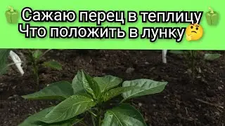 Высаживаю ПЕРЕЦ  в теплицу🫑👍 Что добавить в лунку🤔