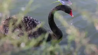 Bird Photography at Lake Morton