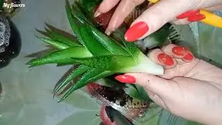 Сгнил Алоэ.Переукоренение.