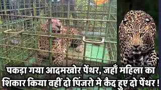 Udaipur News : पकड़ा गया आदमखोर पेंथर, जहाँ महिला का शिकार किया वहीं दो पिंजरो मे कैद हुए दो पेंथर !