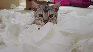 Bengal Cats React To Toilet Paper