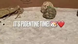 It’s Pigentines Day Time