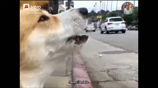 Emang anjing ya 😁