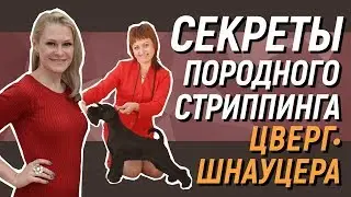 Секреты породного стриппинга цвергшнауцера