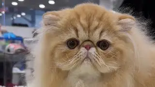 ВЫСТАВКА КОШЕК Москва. ВДНХ