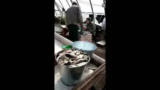 Отличная идея для зимовки малька.