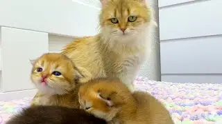 Mama cat Zlata is talking gently to the kittens. What is she saying?