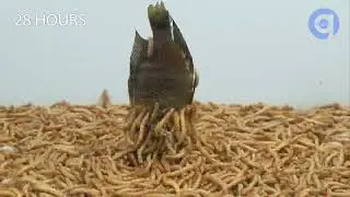 Mealworms vs $70 Aquarium Fish