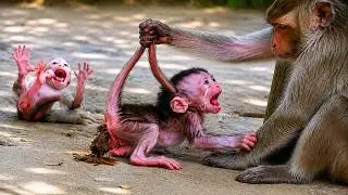 So Small, So Innocent, So Emotional 🐒💖 | Leo Monkey