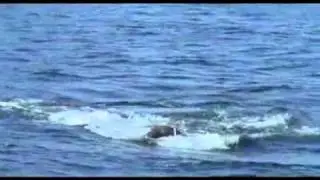 QUEST 401   Great White Sharks HD