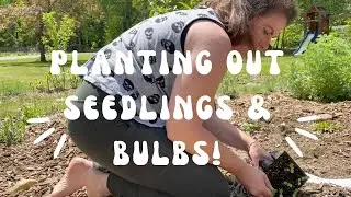 Planting Out Seedlings & Bulbs!