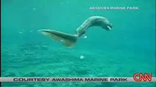 Deep Sea Frilled Shark Founds on Numazu  (Japan)