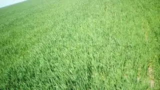 пшеница после рапса шестопаловка