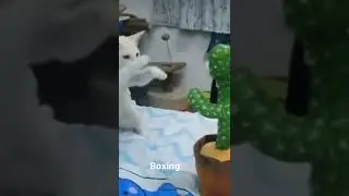 Boxing Kat