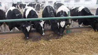Опыт поедаемость корма КРС. Кормовая добавка Reasil Humic Health.