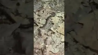 Тікай вона щас на мене нападе!!!