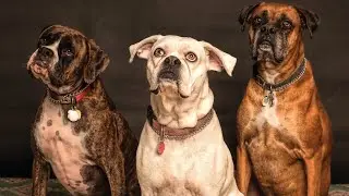 Puppy Breeding 101: A Responsible Guide