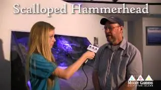 Shark U Week: Sharks 101 Part 1 | Moody Gardens Galveston Island