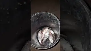Вобла клюёт на Капчагае.