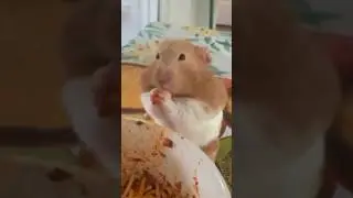 #funny #хома # прикол #смех #ржач #animals
