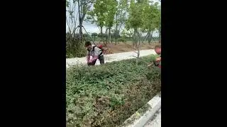 A good tool for municipal greening pruning  