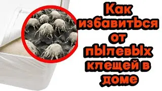 Как избавиться от пылевых клещей в доме