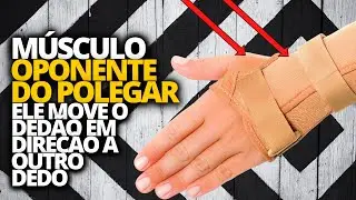 MÚSCULO DA MÃO OPONENTE DO POLEGAR