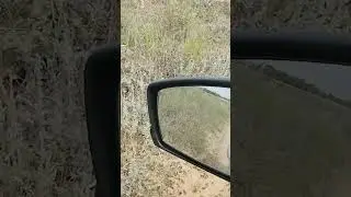 Нашествие саранчи. 31.05.2024